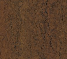 Sulawesi Macassar Black